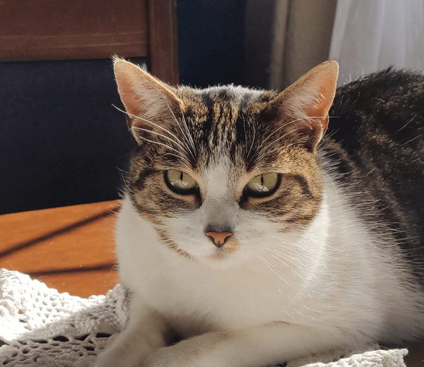 atenea