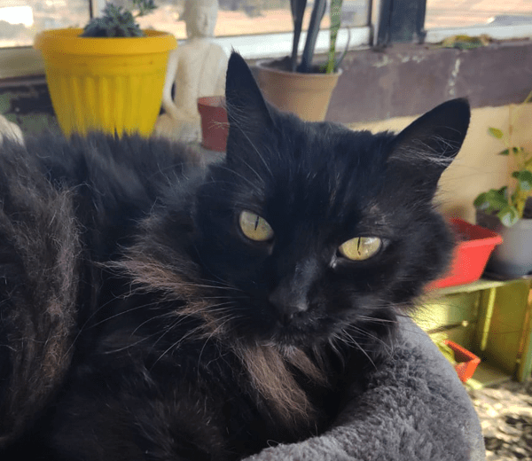 serafina